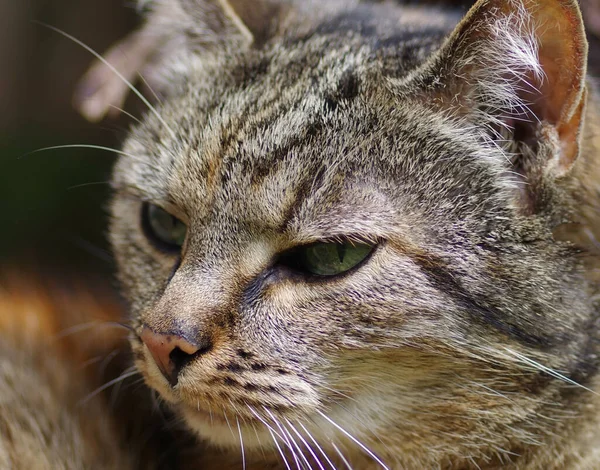 Ein Kopfschuss Einer Flauschig Grauen Tabby Katze Die Ernst Aussieht — Stockfoto