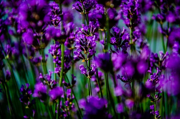 Die Schönen Lavendelblüten Einem Garten Perfekt Für Hintergrund — Stockfoto