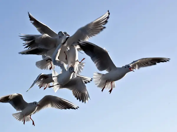 Group White Gulls Flying Blue Sky — Stock Photo, Image