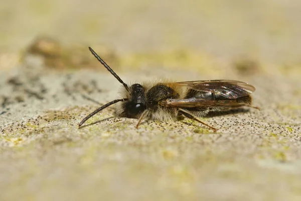 Een Close Van Een Mannelijke Mellow Miner Andrena Mitis — Stockfoto
