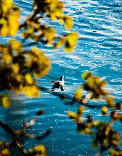 Утка Плавает Чистой Воде Ветвями Цветущих Деревьев Переднем Плане — стоковое фото