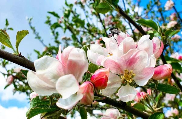 Όμορφο Μήλο Του Παραδείσου Malus Pumila Ανθίζει — Φωτογραφία Αρχείου