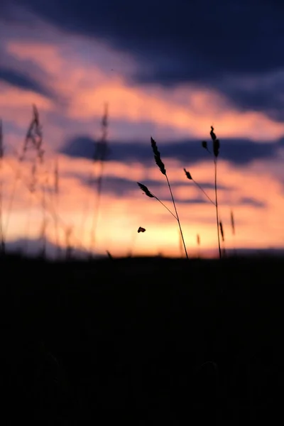 Вертикальный Снимок Травы Поле Закатом Расплывчатом Фоне — стоковое фото