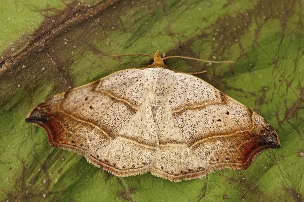 아름다운 갈고리 Laspeyria Flexula 꼭대기에 날개가 — 스톡 사진