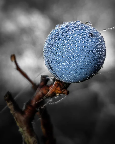 Macro Sloe Prunus Spinosa Covered Dew Spider Web — 스톡 사진