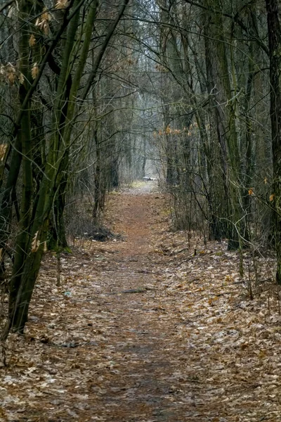 Vertical Shot Pathway Amidst Trees Woods — ストック写真