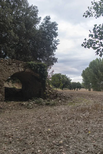 Colpo Verticale Parco Coperto Alberi Foglie Secche Catalogna Spagna — Foto Stock