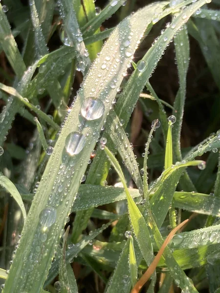 Primer Plano Rocío Sobre Hojas Verdes — Foto de Stock