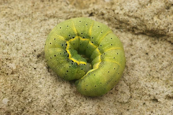 Top View Green Caterpillar Dun Bar Moth Cosmia Trapezina — ストック写真