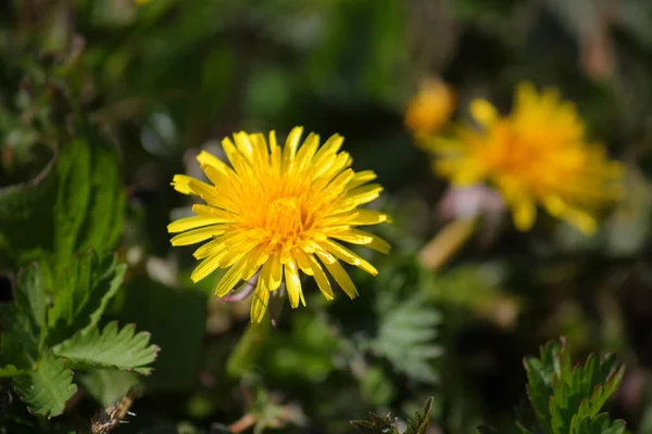 Close Shot Yellow Dandelion — Stock Photo, Image