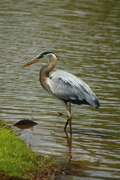 Vertical Shot Gray Heron Standing Lake — ストック写真