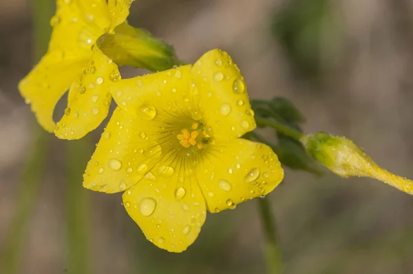 Selective Focus Yellow Wildflowers Dewdrops Blurred Background — 스톡 사진