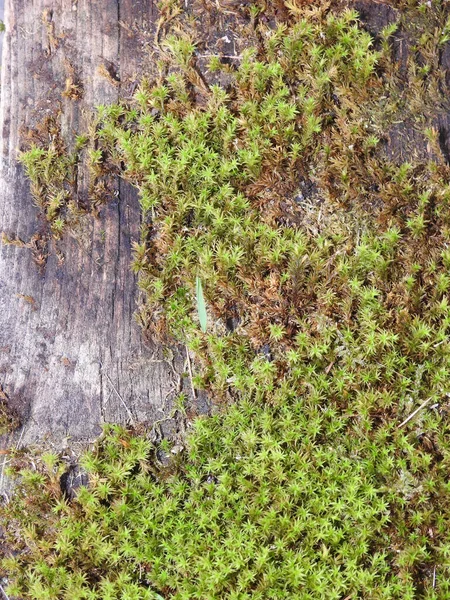 Uma Vista Superior Crescente Musgo Turfa Verde Cobrindo Superfície Madeira — Fotografia de Stock
