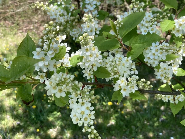 Closeup Shot Bird Cherry Flowers — Stock Photo, Image