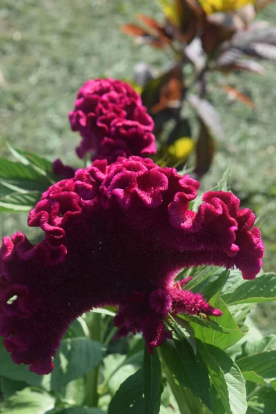 Vertikální Záběr Kvetoucího Abanicového Květu — Stock fotografie