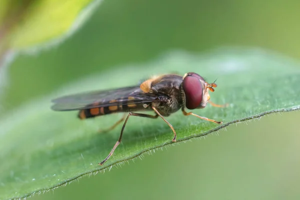 Close Hoverfly Marmelada Episyrphus Balteatus Uma Folha Verde — Fotografia de Stock