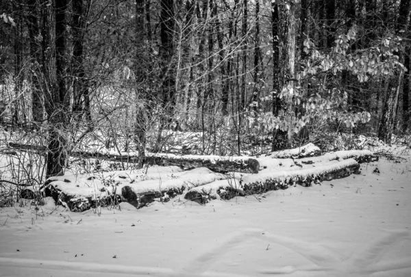 Eine Graustufenaufnahme Der Großen Gesägten Bäume Auf Dem Verschneiten Boden — Stockfoto