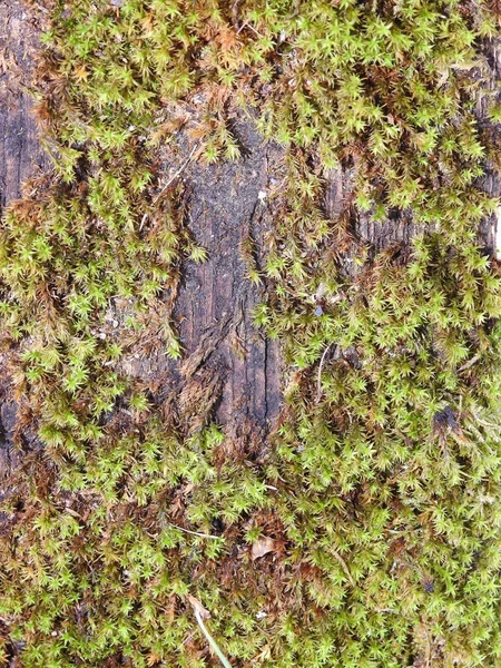 Uma Vista Superior Crescente Musgo Turfa Verde Cobrindo Superfície Madeira — Fotografia de Stock