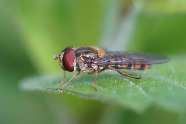 Closeup Marmalade Hoverfly Episyrphus Balteatus Green Leaf — Stock Photo, Image