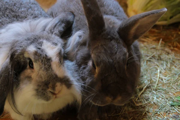 Couple Adorable Gray Gray White Rabbits Enjoyong Feed — 图库照片