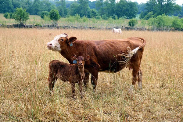 Crossbred Cow Standing Protectively Its Calf Field Grass Farm — Stock Photo, Image