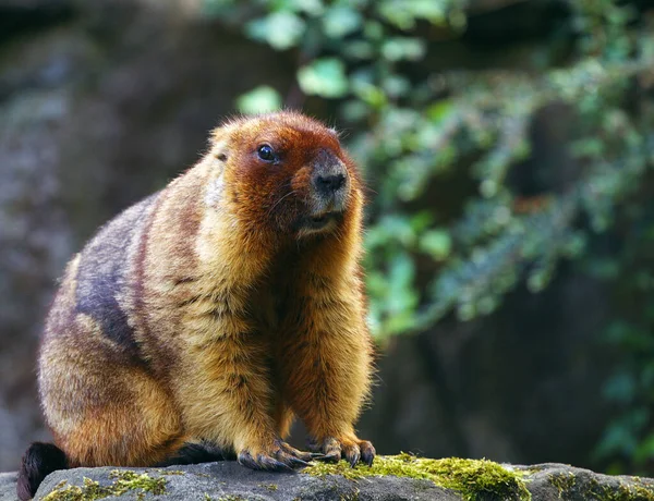 Nahaufnahme Eines Flauschigen Menzbiermurmeltiers — Stockfoto