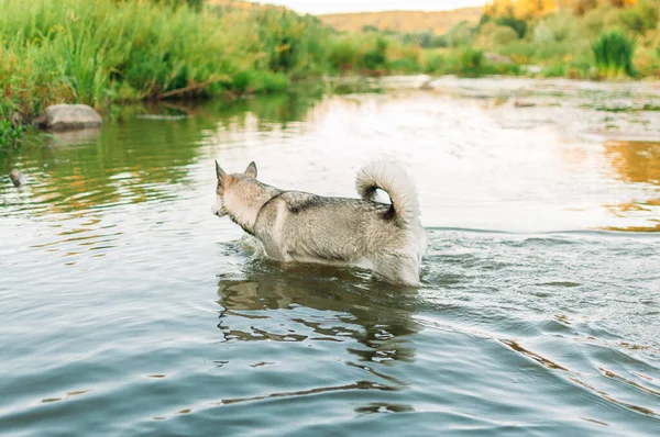 Adorable Husky Siberiano Caminando Río Lago Fondo Árboles Hierba Verde —  Fotos de Stock