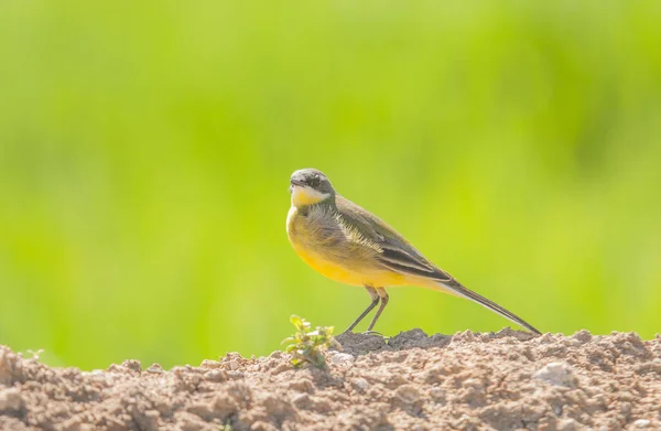 Selective Focus Yellow Wagtail Bird Ground Blurry Green Background — Stock Photo, Image