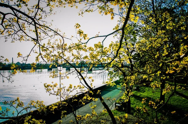 Klidné Jezero Větvemi Kvetoucích Stromů Popředí — Stock fotografie