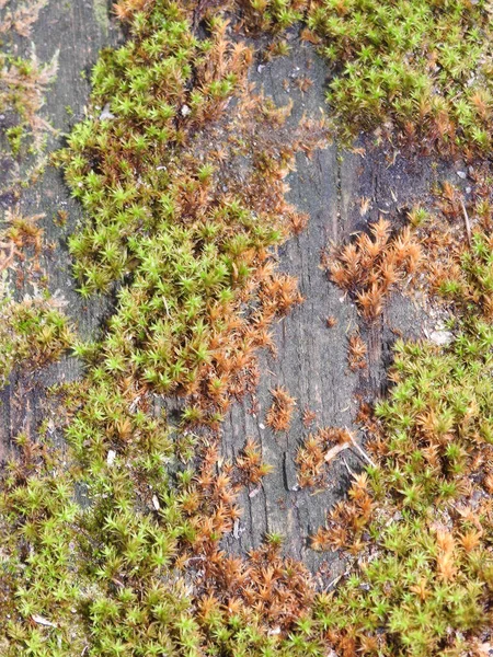 Top View Growing Green Peat Moss Covering Wooden Surface — Stock Photo, Image