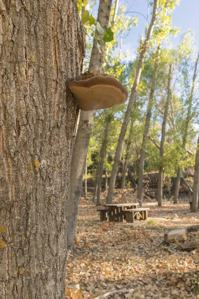 Vertical Shot Fungus Tree Sierras Cazorla Segura Las Villas Natural — ストック写真