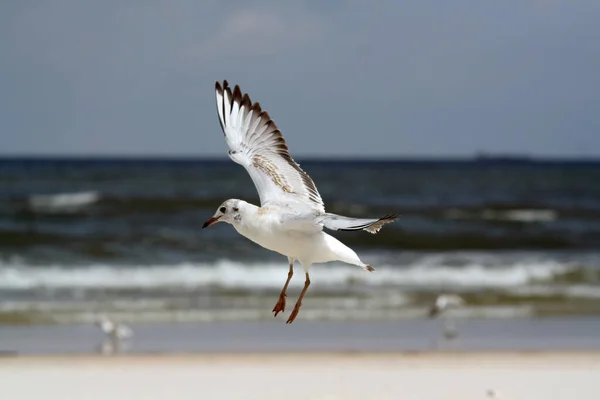 Nahaufnahme Einer Möwe Die Über Eine Sandige Küste Fliegt — Stockfoto