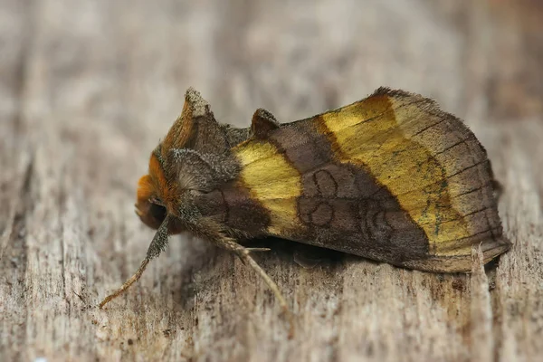 Closeup Colorful Burnished Brass Moth Diachrysia Chrysitis — Stock Photo, Image