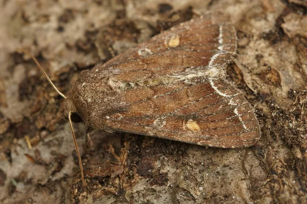 Gros Plan Papillon Borgne Lacanobia Oleracea Sur Morceau Bois — Photo