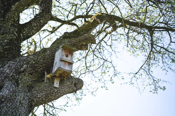 Tiro Ângulo Baixo Uma Casa Pássaros Madeira Uma Árvore — Fotografia de Stock
