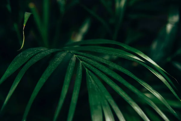 Suave Foco Hojas Palma Verde Bosque Lluvioso — Foto de Stock