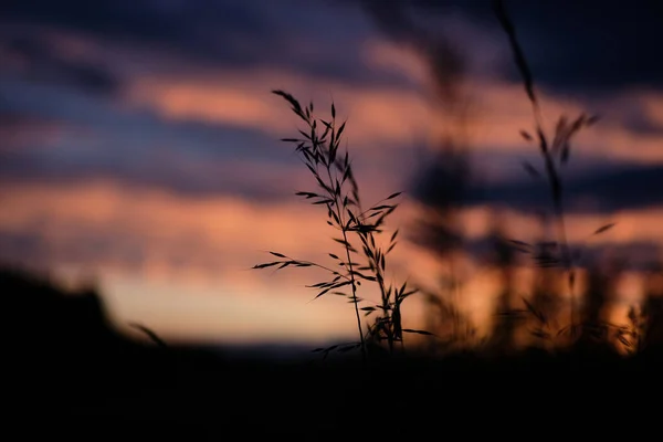 Closeup Grass Field Sunset Blurry Background — Stock Photo, Image