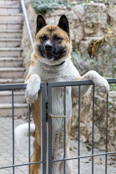 Pionowe Ujęcie Włochatego Amerykańskiego Psa Akita Trzymającego Się Ogrodzenia Zewnątrz — Zdjęcie stockowe