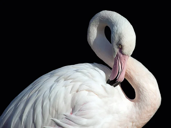 Beau Flamant Blanc Sur Fond Isolé Noir — Photo