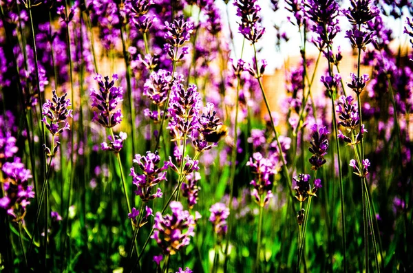 Die Schönen Lavendelblüten Garten — Stockfoto