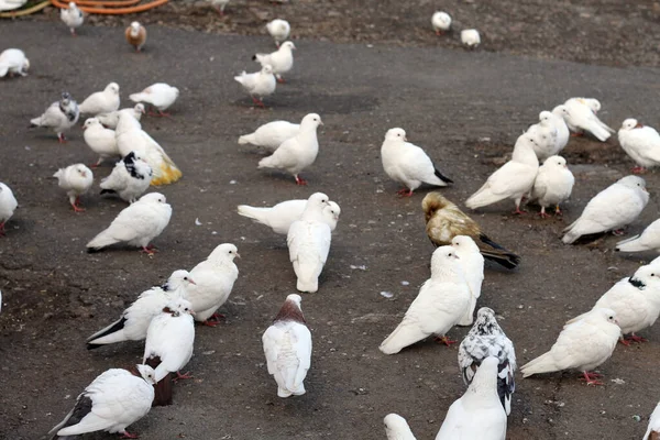 Een Close Van Een Groep Duiven Van Verschillende Kleuren Weg — Stockfoto