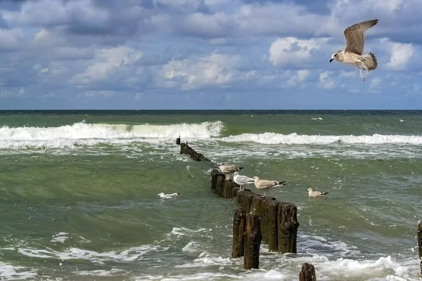 Colony Seagulls Wooden Breaker Waves Splashing — Stock Photo, Image