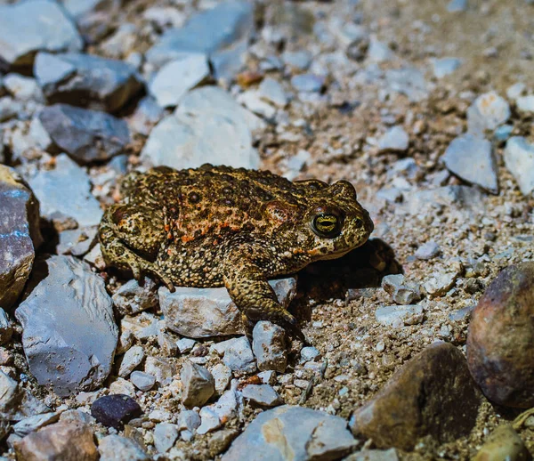 Orange Green Natterjack Toad Standing Rocks — ストック写真