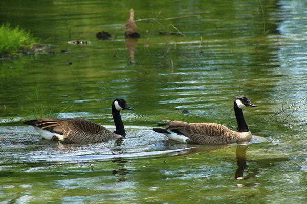 Dois Patos Reais Nadando Lago Durante Dia — Fotografia de Stock