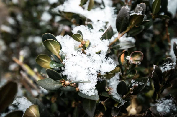 Selektiver Fokus Der Blätter Auf Die Winter Schneebedeckten Äste — Stockfoto