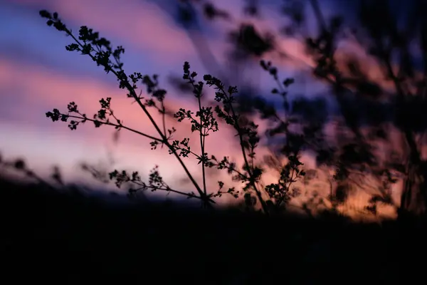 Zbliżenie Trawy Polu Pięknym Zachodem Słońca Rozmytym Tle — Zdjęcie stockowe