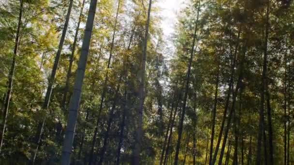 Vacker Skogslandskap Natur Och Miljö Träd Bakgrund Grön Och Brun — Stockvideo