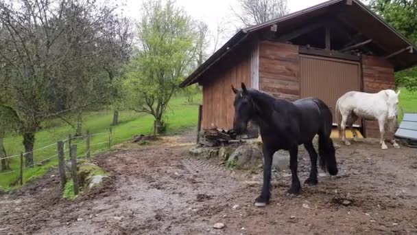 농장의 말들의 아름다운 — 비디오