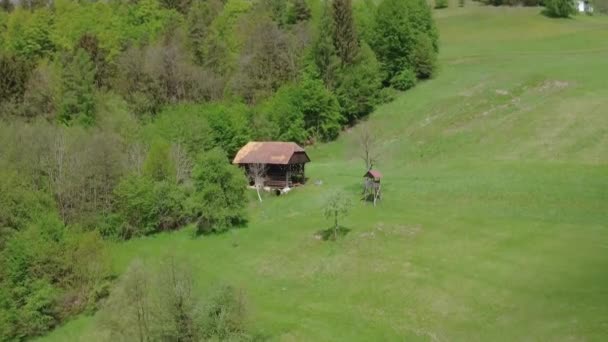 Vackert Landskap Med Flock Kor Och Ett Grönt Gräs — Stockvideo