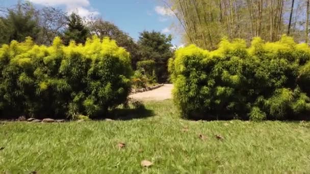 Camino Está Bosque Del Estado Israel — Vídeo de stock